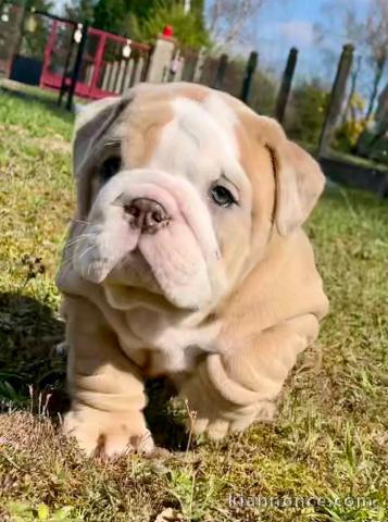 chiot bulldog anglais mâle 