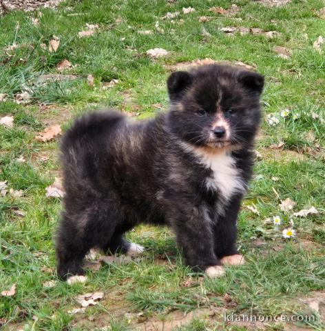 magnifique chiot Akita inu disponible 