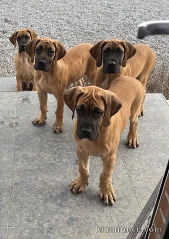 chiot dogue allemand disponible pour adoption 