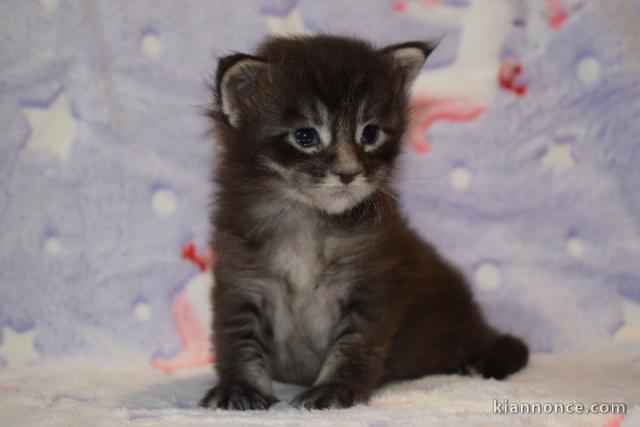chaton maine coon disponible 