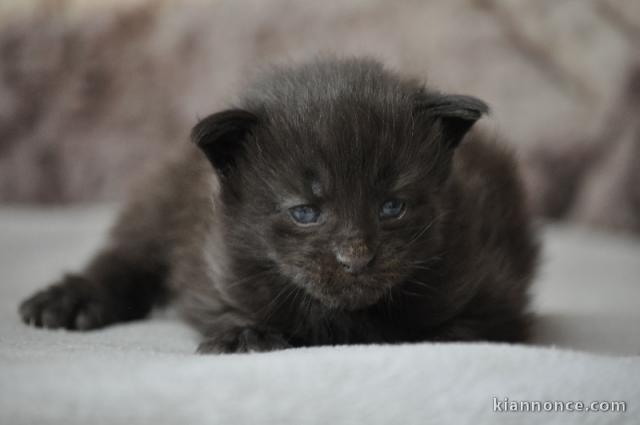 chaton maine coon disponible 