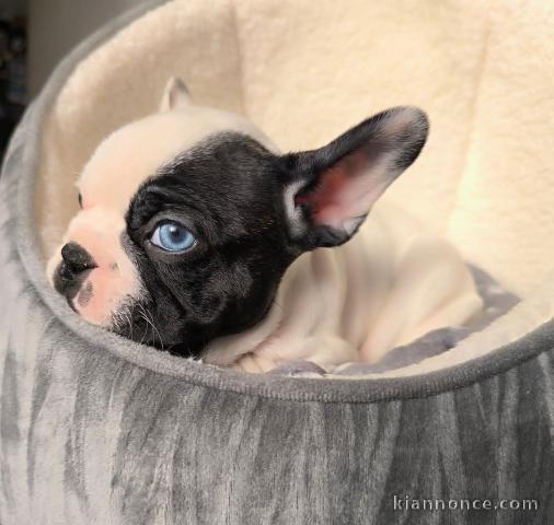 chiot bouledogue français à donner 