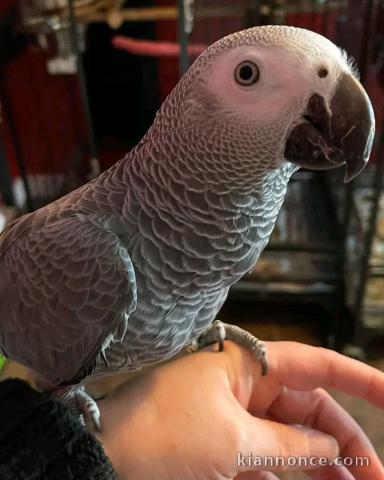 couple perroquet gris du Gabon à placer urgent 