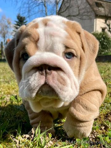 magnifique chiot bulldog anglais mâle 
