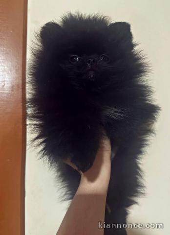 magnifique chiot spitz allemand 