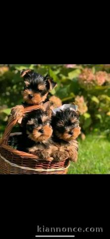 adoption chiot Yorkshire 