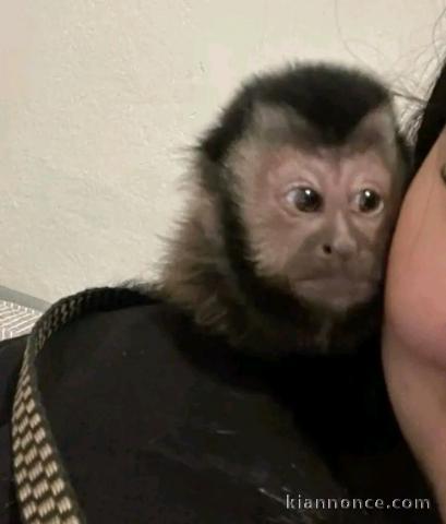 singe capucin mâle pour adoption 