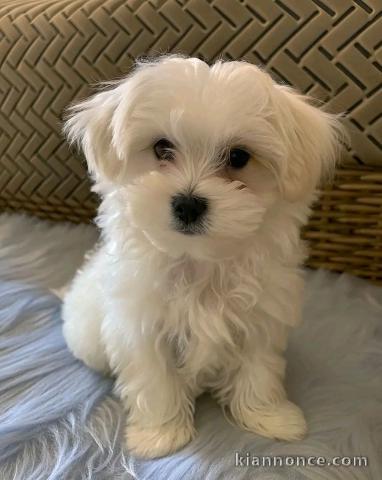 magnifique chiot bichon maltais 