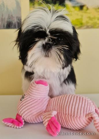 chiot Shih Tzu a donner 