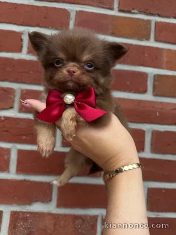 je donne chiot chihuahua femelle a donner 