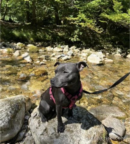 Staffordshire Bull Terrier Bleu disponible 