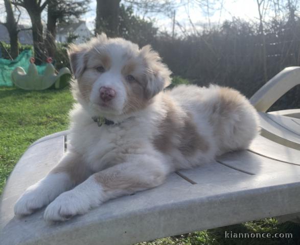 Bergers Australien cherchent famille pour la vie