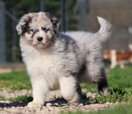 Chiot Berger Australien femelle 