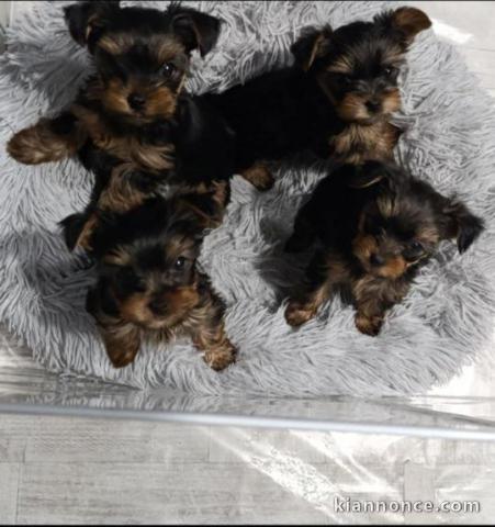 Yorkshire Terrier – Beaux chiots