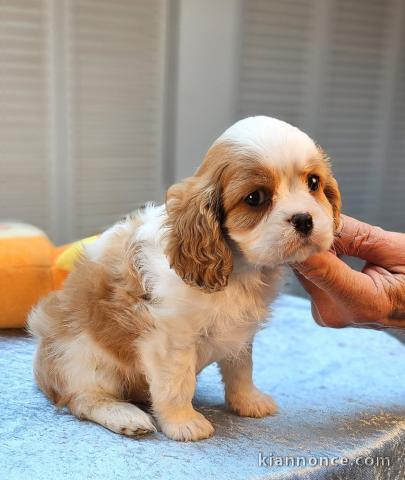 chiot cavalier king charle disponible 