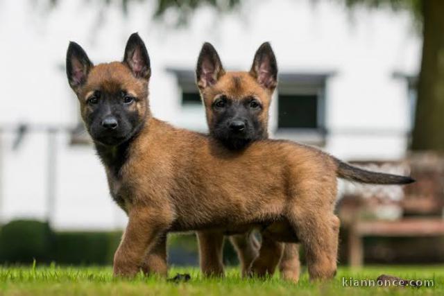 chiots berger belge malinois a adopter