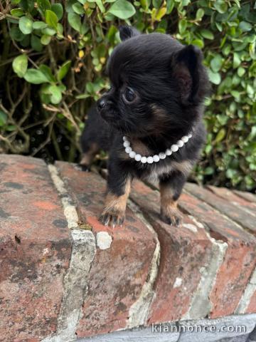 chiot chihuahua disponible pour adoption 