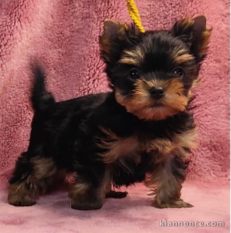 adorable chiot Yorkshire mâle disponible 