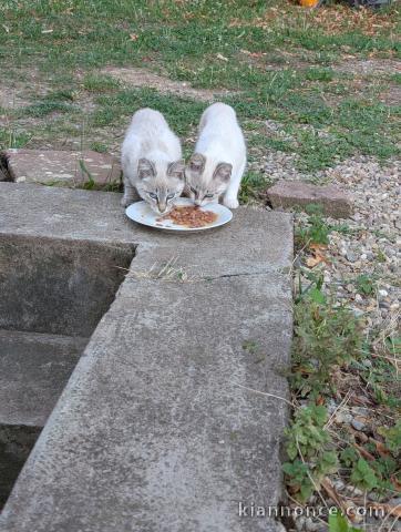 je donne mon chaton ragdoll femelle et mâle 