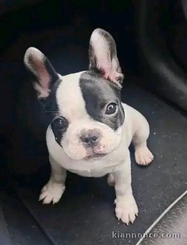 bébé chiot bouledogue français à donner 