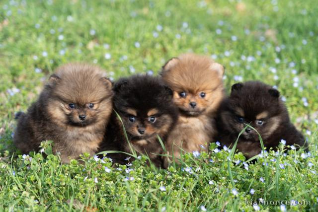 chiot spitz allemand race pure 