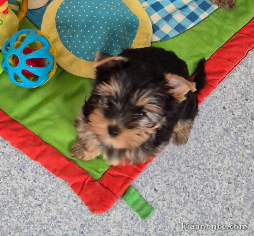 magnifique chiot Yorkshire terrier à adopter 