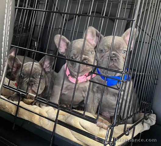adoption chiot bouledogue français disponible 