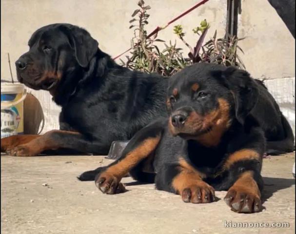 je donne chiot rottweiler disponible 