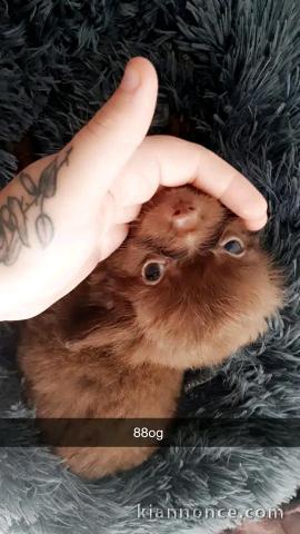 chiot chihuahua femelle a donner 