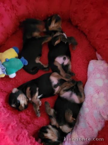 adopter chiot Yorkshire terrier 