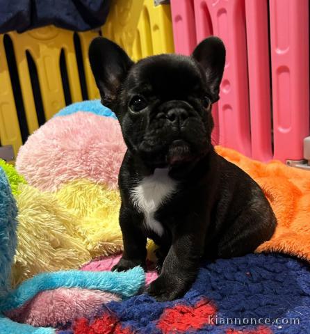 annonce chiot bouledogue français disponible 