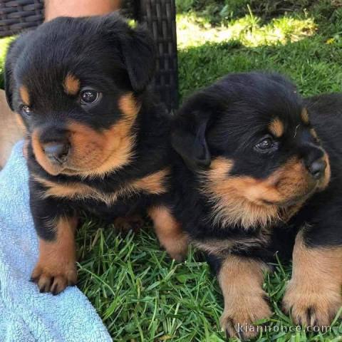 chiot rottweiler disponible pour adoption 