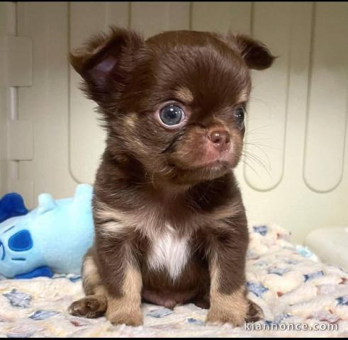 adorables chiots chihuahua femelle a donner 