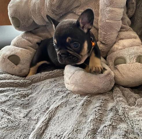 je donne chiot bouledogue français 