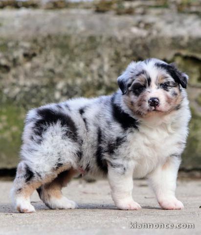 magnifique chiot berger australien disponible 