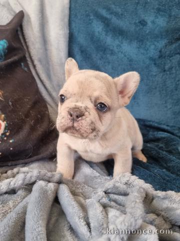 je donne chiot bouledogue français 