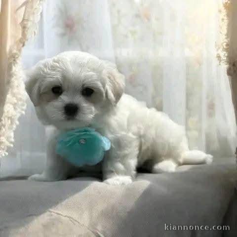 chiot bichon maltais adorable à placer 