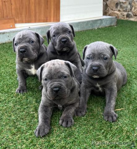 adoption chiot cane corso disponible 