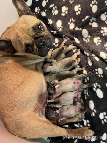 annonce chiot bouledogue français 