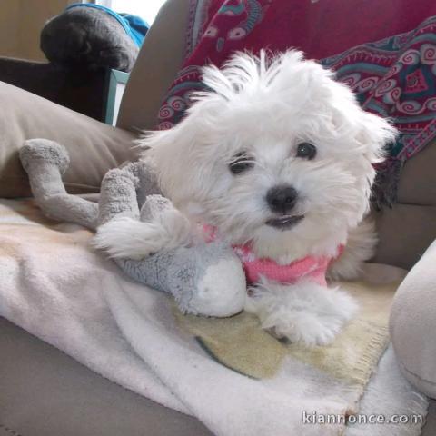 je donne chiot bichon frisé 