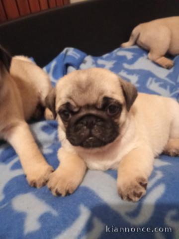 chiot carlin disponible 