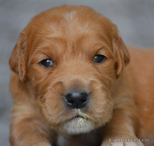 chiot golden retriever mâle 