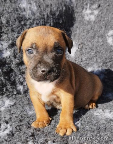 magnifique chiot Staff disponible 