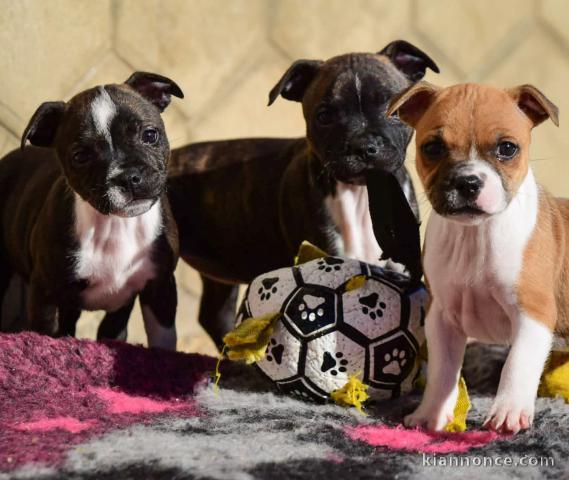 Adorables chiots staff disponible 
