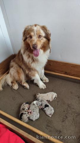 annonce chiot berger australien disponible 