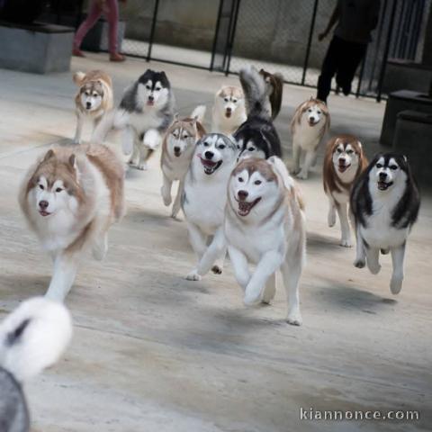 annonce chiot husky sibérien 