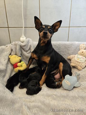 chiot pinscher nain disponible 