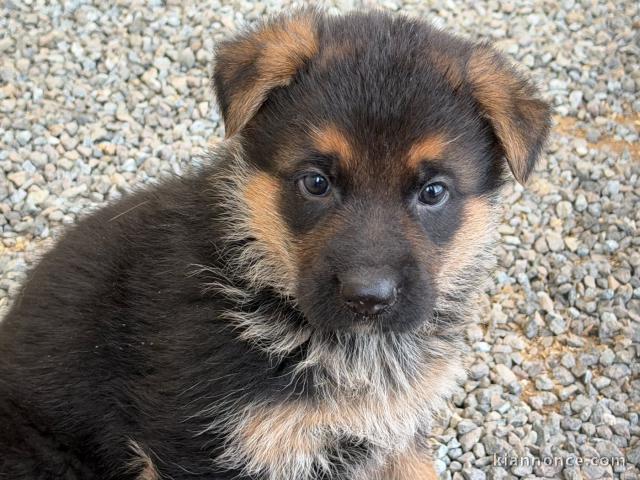 chiot berger allemand disponible pour adoption 