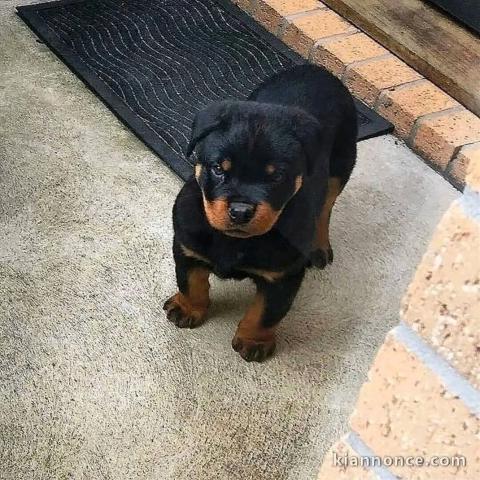 chiot rottweiler disponible pour adoption 