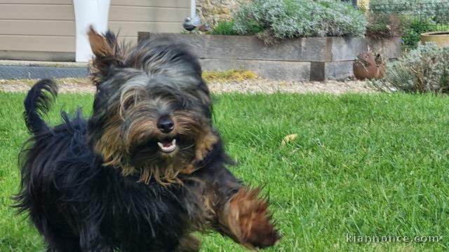 chiot Yorkshire terrier à adopter 